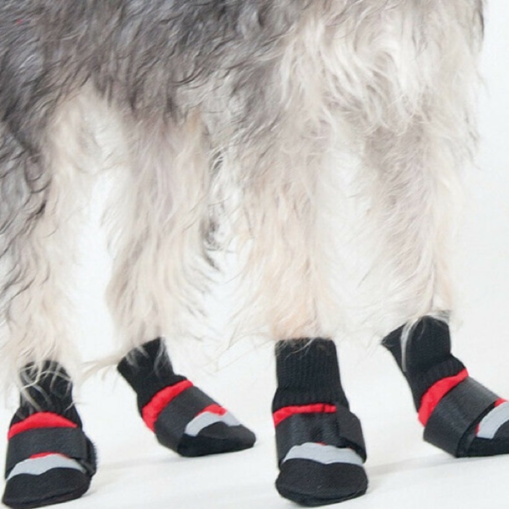 🐾 🥾 🐾•🐶 All weather dog vibes 🐶• 🥾🐾🥾